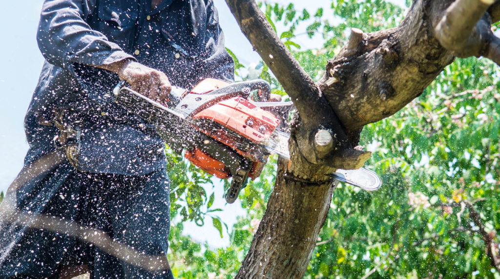 Tree-Trimming-Near-me