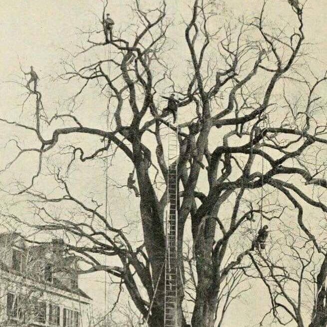 Extreme tree pruning crew from the late 1800s